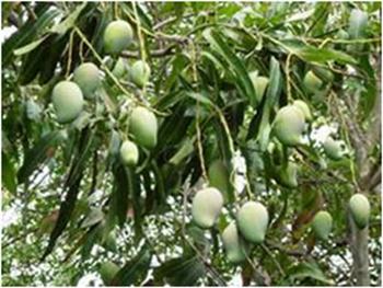 سفیدک پودری انبه